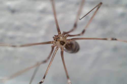 spider macro nature