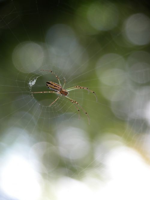 spider arachnid web