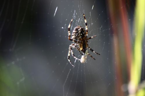 spider macro close