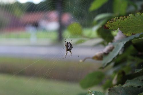 spider animal network