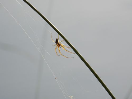 spider nature spider web