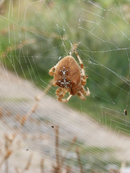 spider web araneus diadematus