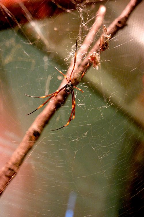 spider arachnid nature