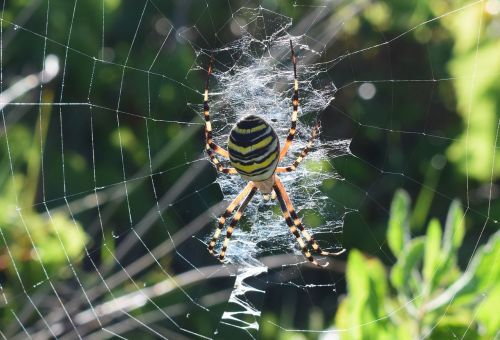spider darázspók net