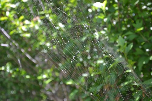spider canvas spider web