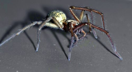 spider tegenaria domestica terrible
