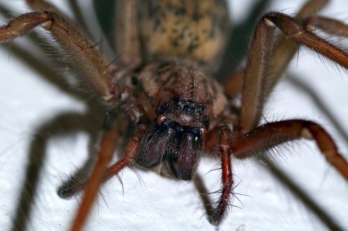 spider tegenaria domestica terrible