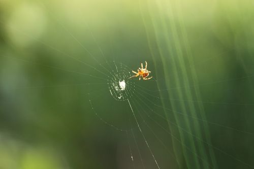 spider cobweb predator prey