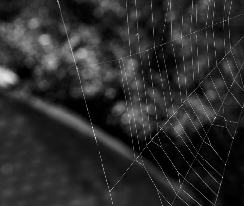 spider web network