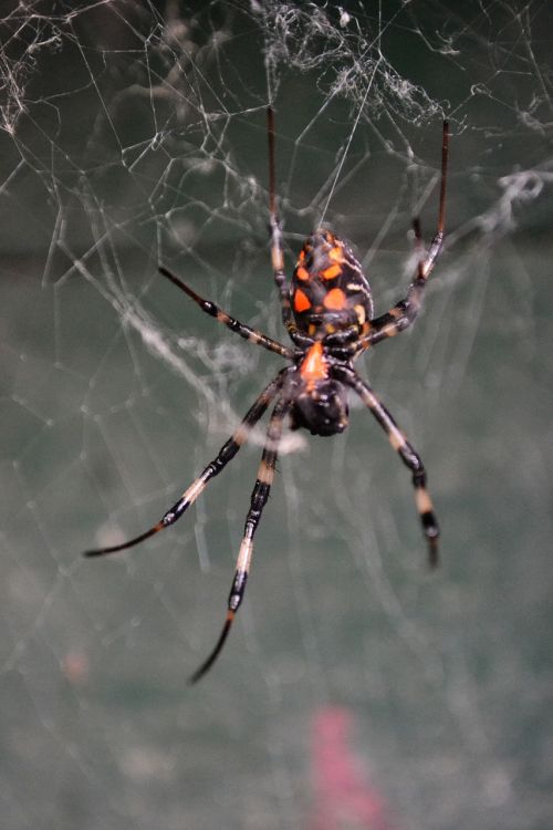 spider tiger spider poisonous