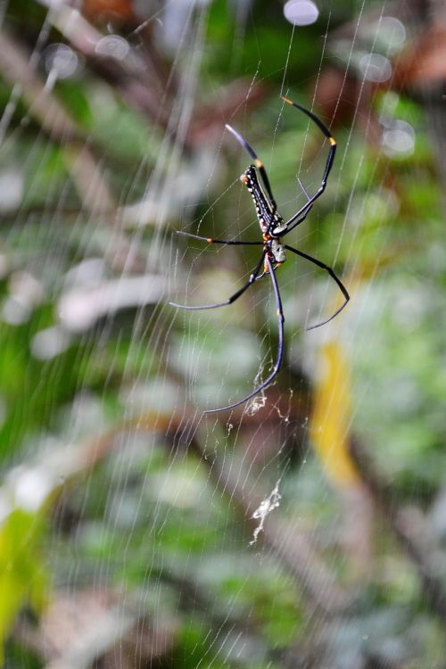 spider danger dangerous