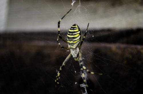 spider spider web black