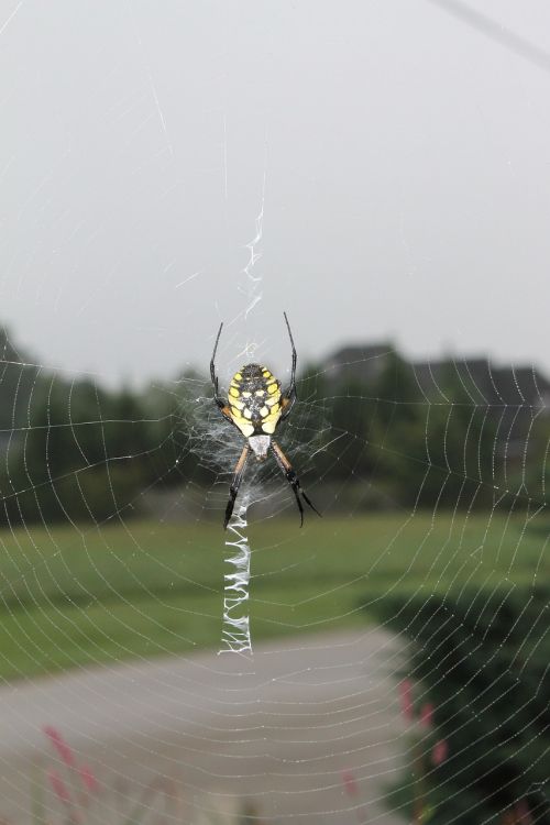 spider garden web