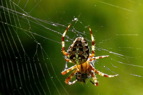 spider spider webs close
