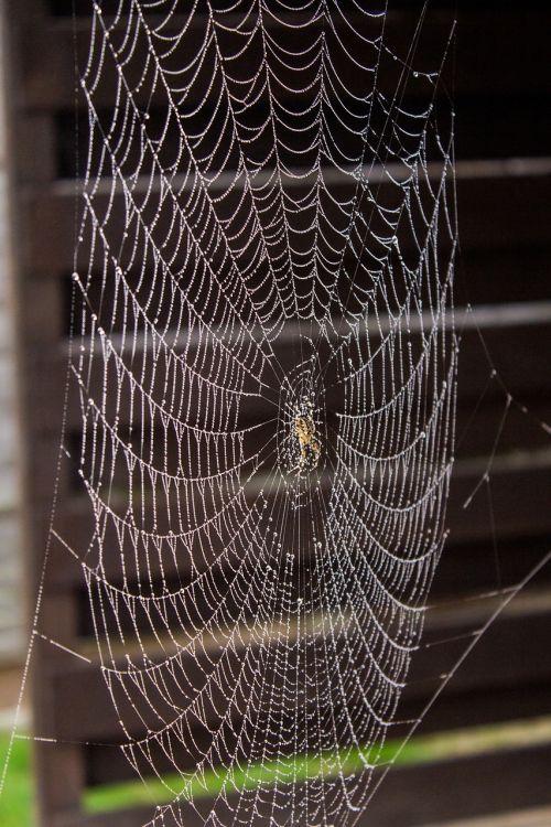 spider net nature