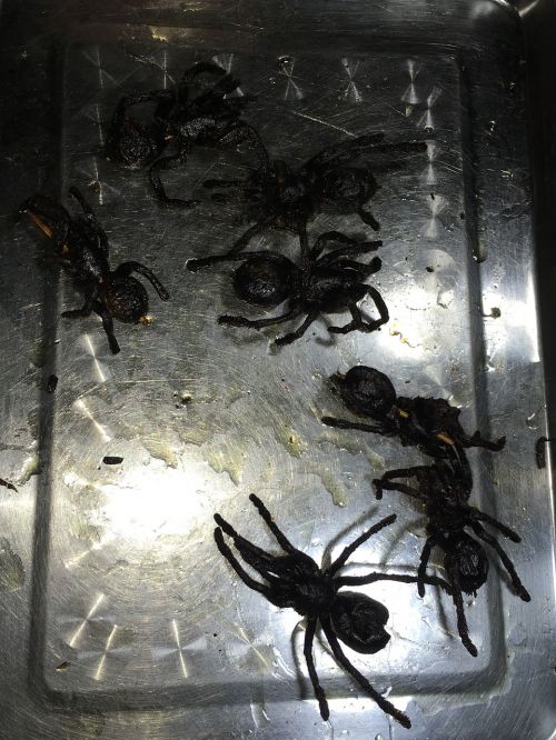 spider platter food