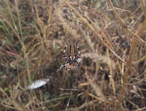 spider araneus diadematus spider with prey