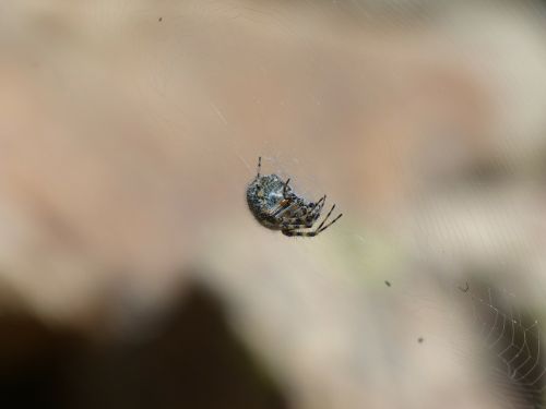 spider cobweb oakleaf orb weavers