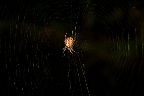 spider out dark