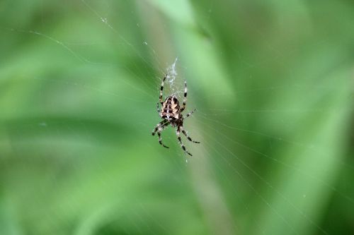 spider insect animals