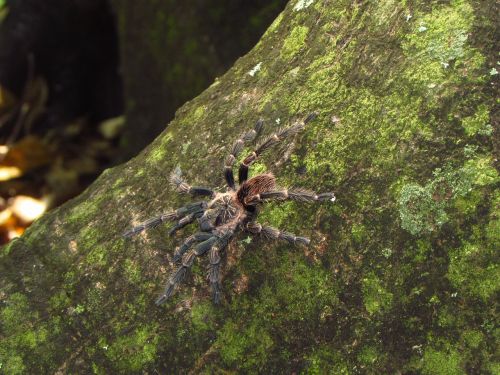 spider landscape