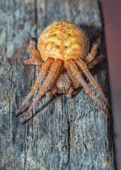 spider with araneidae