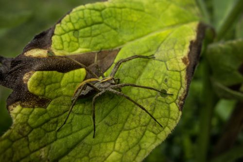 spider leaf garden