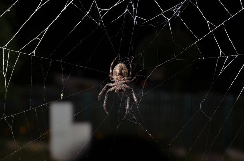 spider insect cobweb