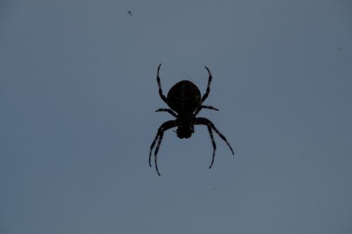 spider spider with prey creepy