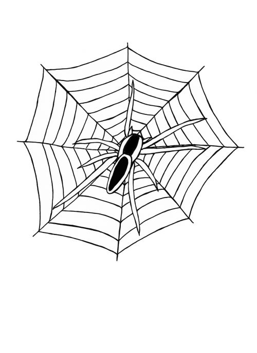 spider web cobweb