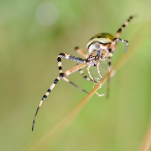 spider argiope hornet arachnid