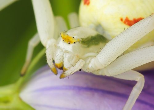 spider misumena ​​vatia macro