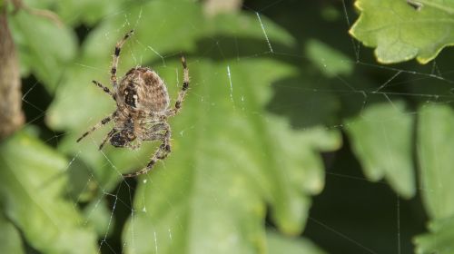 spider nature animals