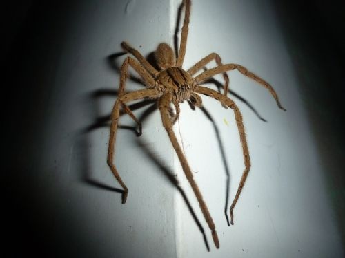 spider wolf spider insect