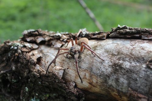 spider tree nature