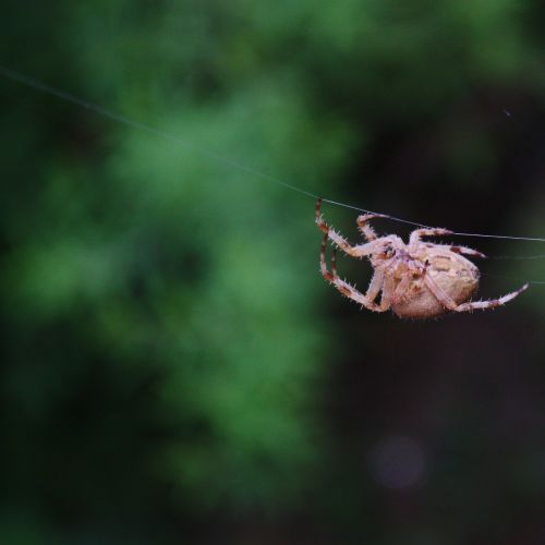 spider insect jumping spider