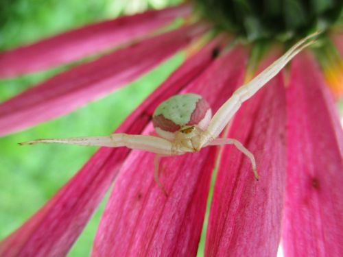 spider flower misumena vatia