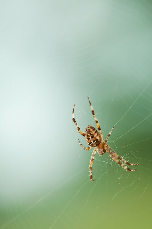 spider network nature