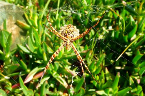 spider arachnid spider on web