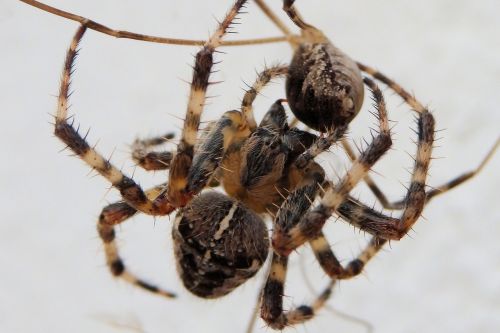 spider predator death