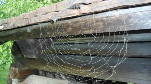 spider network arachnid