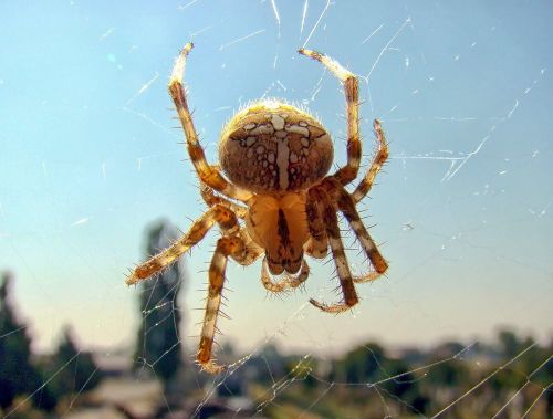 spider insects nature