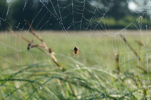 spider cobweb nature