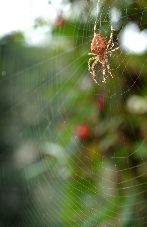 spider network green