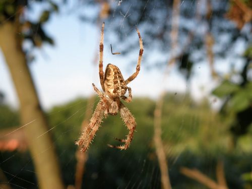 spider nature arachnid