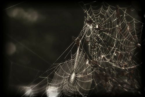 spider web cobweb