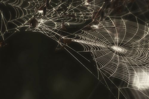 spider web cobweb