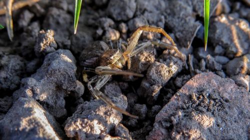 spider macro arthropod