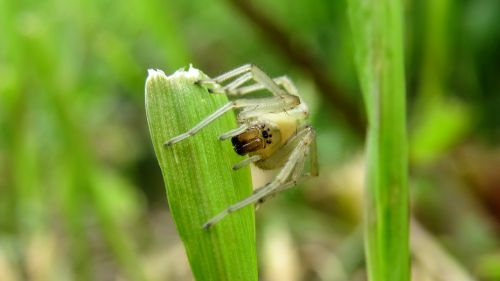 spider macro arthropod