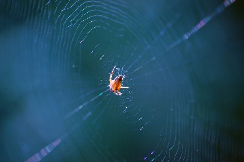 spider web insect